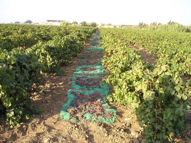 Sun dried grapes Grape Muscat