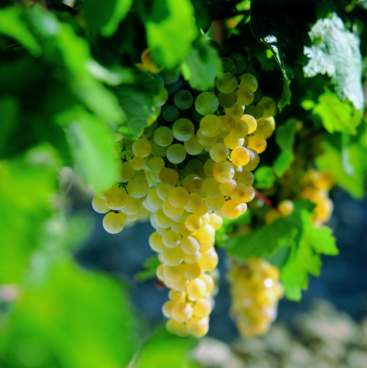 Grapes Grape Palomino