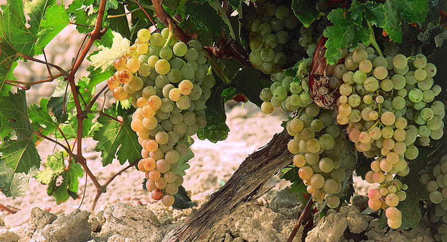 Pedro Ximenez grapes Grapes
