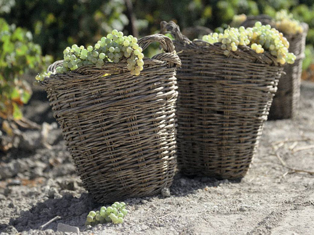 Vendimia Harvest Jerez Sherry