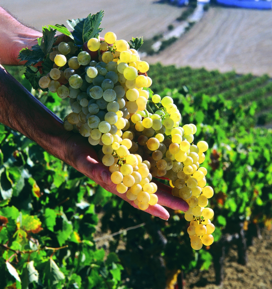 Vendimia Harvest Jerez
