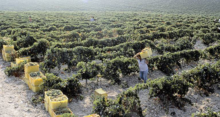 Vendimia Harvest Jerez Sherry