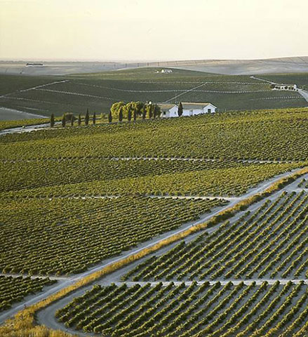 Sherry Jerez Vineyard Vineyard