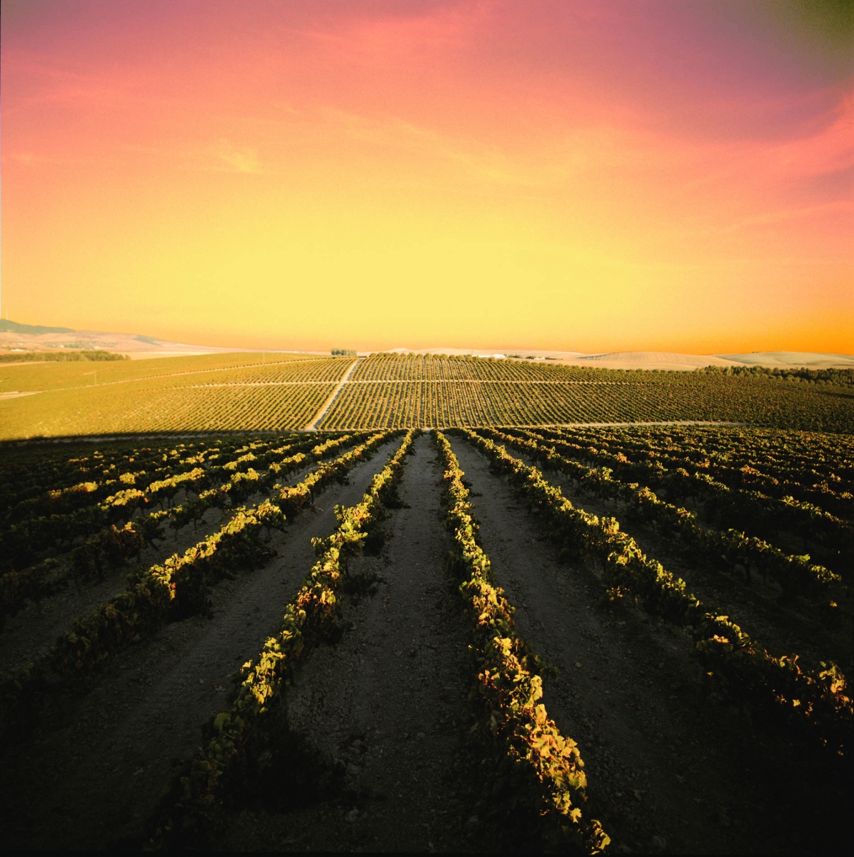 Jerez Sherry Wines Vines Vineyards