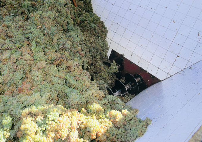 Harvest Sherry Wines Jerez Vendimia