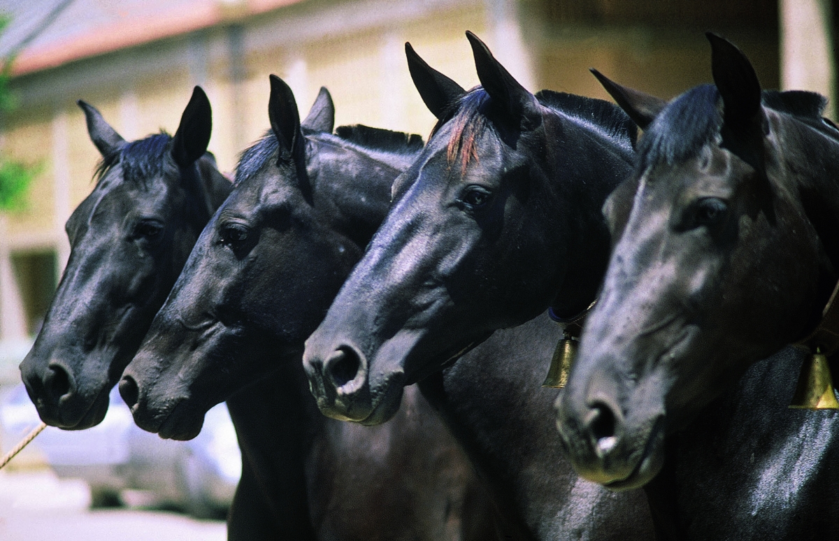 Vinos de Jerez Sherry Wines Horses Tourism