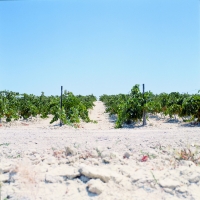 Vinos de Jerez Albariza Viñas Sherry Wines Vineyards 