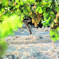 Vinos de Jerez Sherry Wines Palomino 