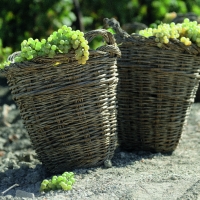 Vinos de Jerez Sherry Wines Vendimia Harvest