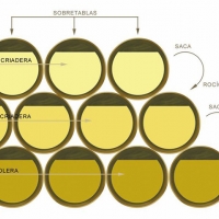 Vinos de Jerez Sherry Wine Solera Criadera