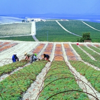 Vinos de Jerez Pedro Ximenez Vendimia