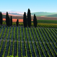 Vinos de Jerez Viñas Sherry Wines Vineyards