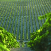 Vinos de Jerez Viñas Sherry Wines Vineyards 