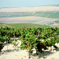 Vinos de Jerez Sherry Wines vineyards viñas 