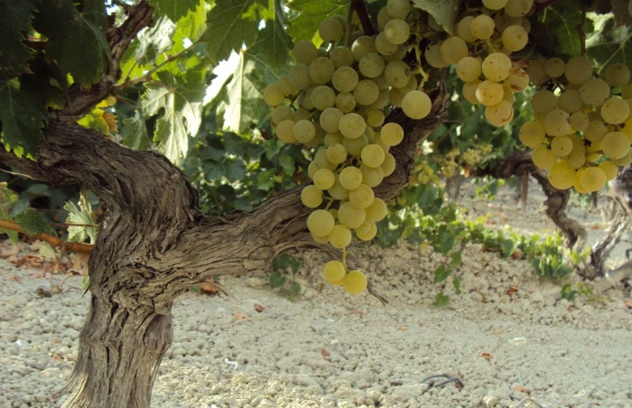 Variedad Palomino Variedad Palomino