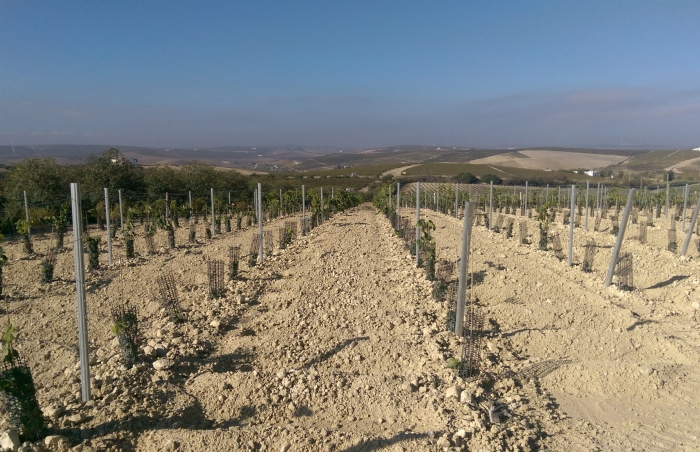 Albariza