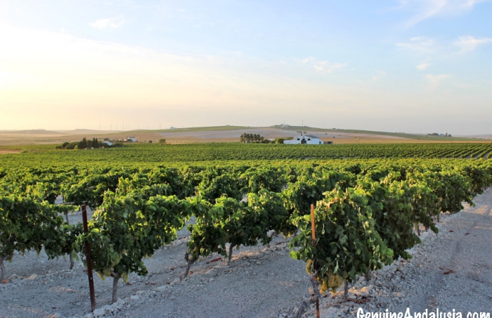 The fertile hills of South West Andalusia
